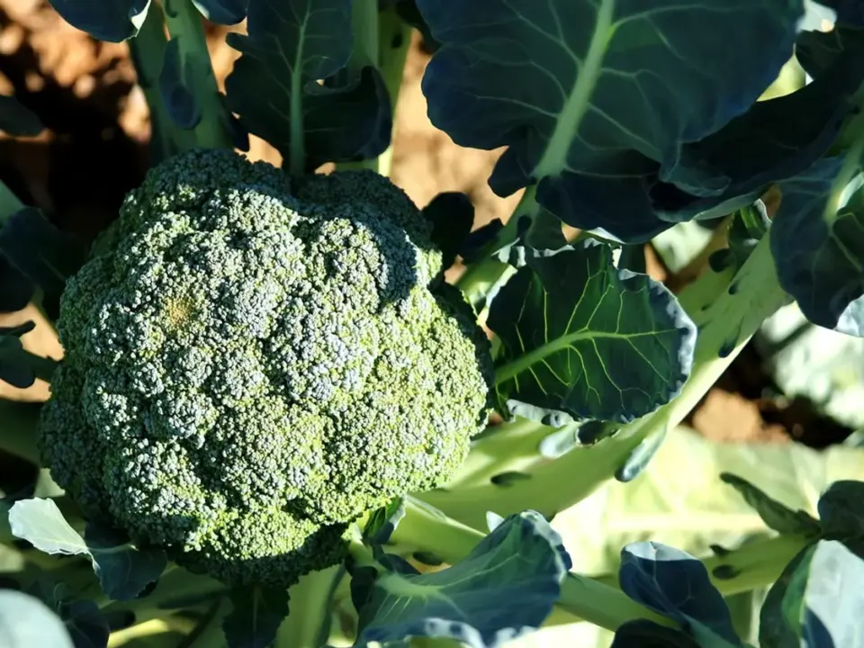 Coliflor buffalo en air fryer