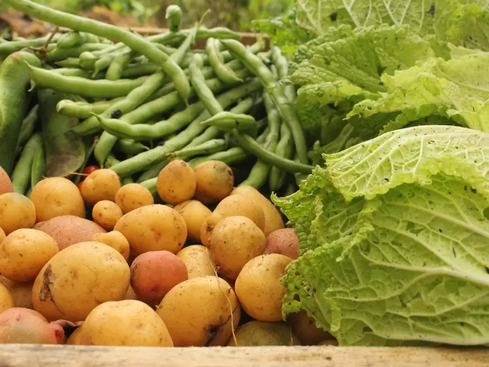 Judías verdes con patata y huevo